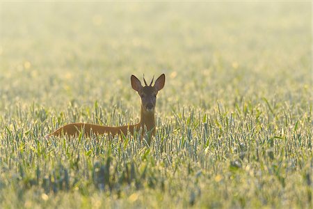 simsearch:700-00477662,k - Backlit portrait of western roe deer (Capreolus capreolus), roebuck, with head sticking up from cornfield and looking at camera on a sunny morning in Hesse, Germany Stock Photo - Premium Royalty-Free, Code: 600-09035353