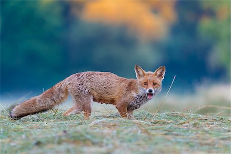 simsearch:600-03179193,k - Portrait of red fox (Vulpes vulpes) standing on a mowed meadow looking at camera and screaming in Hesse, Germany Stock Photo - Premium Royalty-Free, Code: 600-09035370
