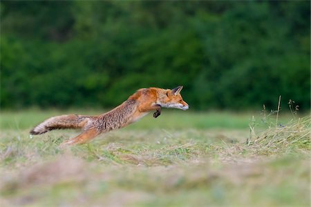 simsearch:700-08542801,k - Profile of red fox (Vulpes vulpes) leaping through the air over a mowed meadow in Hesse, Germany Stock Photo - Premium Royalty-Free, Code: 600-09035385