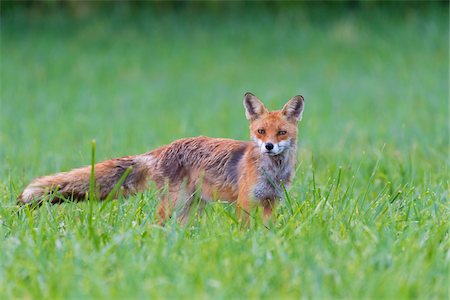 perception - Portrait of alert red fox (Vulpes vulpes) looking at camera standing on a grassy meadow in summer, Hesse, Germany Stock Photo - Premium Royalty-Free, Code: 600-09052779