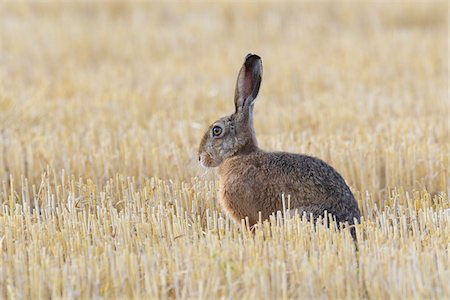 simsearch:700-02738271,k - Side view portrait of an alery European brown hare (Lepus europaeus) sitting in a stubble field in Hesse, Germany Foto de stock - Royalty Free Premium, Número: 600-09052786