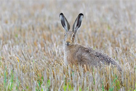 simsearch:700-02738271,k - Portrait of a European brown hare (Lepus europaeus) sitting in a stubble field looking at camera in Hesse, Germany Foto de stock - Royalty Free Premium, Número: 600-09052798