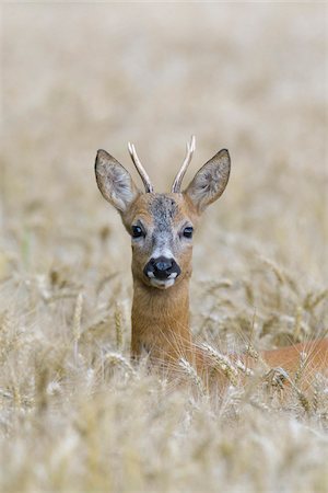 simsearch:700-00477662,k - Close-up portrait of roebuck, western roe deer (Capreolus capreolus) peeking up in in grain field and looking at camera in Hesse, Germany Stock Photo - Premium Royalty-Free, Code: 600-09052790