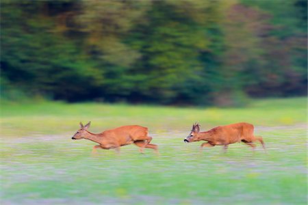 Two, western roe deers (Capreolus capreolus) running through field at rutting season in Hesse, Germany Photographie de stock - Premium Libres de Droits, Code: 600-09052791