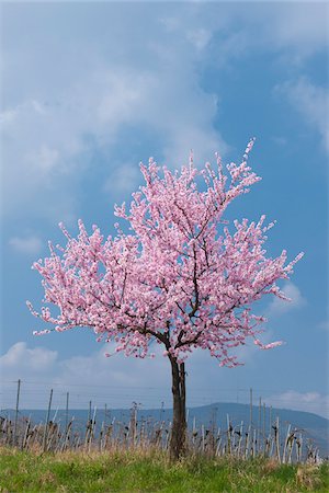 flower on tree light pink - Almond tree with pink blossoms in spring, Germany Stock Photo - Premium Royalty-Free, Code: 600-09052825