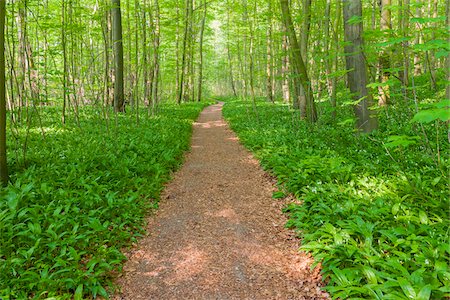 Dappled light on a footpath in a beech tree forest in springtime in Bad Langensalza at the Hainich National Park in Thuringia, Germany Stock Photo - Premium Royalty-Free, Code: 600-09052835