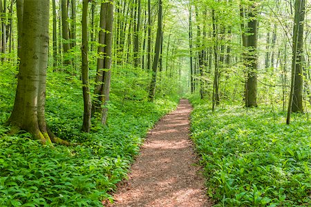 simsearch:600-08578859,k - Dappled sunlight on a footpath in a beech tree forest in springtime in Bad Langensalza at the Hainich National Park in Thuringia, Germany Photographie de stock - Premium Libres de Droits, Code: 600-09052836