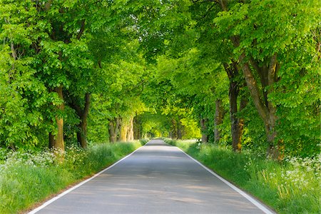 scenic and summer - Dappled sunlight on lane lined with lime trees in spring on the Island of Ruegen, Mecklenburg-Western Pommerania, Germany Stock Photo - Premium Royalty-Free, Code: 600-09052833