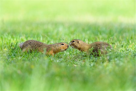 Two, European ground squirrels (Spermophilus citellus) meeting nose to nose in field in Burgenland, Austria Photographie de stock - Premium Libres de Droits, Code: 600-09052856