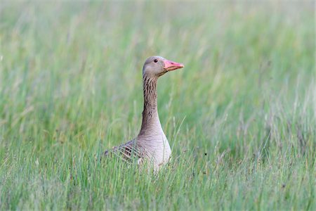 simsearch:600-08783087,k - Profile portrait of a greylag goose (Anser anser) standing in a grassy field at Lake Neusiedl in Burgenland, Austria Stock Photo - Premium Royalty-Free, Code: 600-09052884