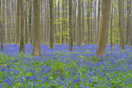 Bluebells forest in the spring, Hallerbos, Halle, Vlaams Gewest, Brussels, Belgium, Europe Stock Photo - Premium Royalty-Free, Code: 600-09245513