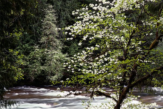 Dogwood+flower+meaning