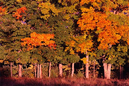 simsearch:600-00062624,k - Trees in Autumn Near Kingston, New Brunswick Canada Stock Photo - Premium Royalty-Free, Code: 600-00004131