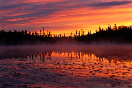 eistaucher - Loon am Teich bei Sonnenaufgang Alberta, Kanada Stockbilder - Premium RF Lizenzfrei, Bildnummer: 600-00008316