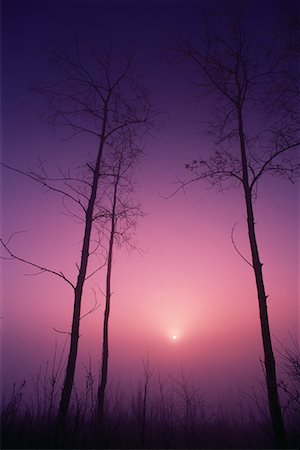 simsearch:600-02957787,k - Sunrise through Trees at Dusk Elk Island National Park Alberta, Canada Stock Photo - Premium Royalty-Free, Code: 600-00008985