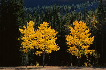 simsearch:600-00062624,k - Autumn Colour Kootenay Plains, Alberta, Canada Stock Photo - Premium Royalty-Free, Code: 600-00009281