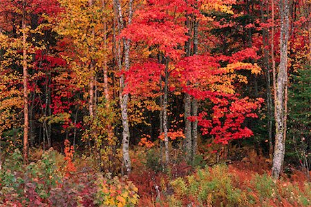 simsearch:600-00173997,k - Trees in Autumn Quispamsis, New Brunswick Canada Foto de stock - Sin royalties Premium, Código: 600-00009360