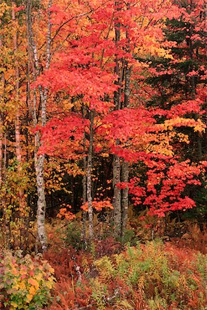 simsearch:700-00182848,k - Trees in Autumn Quispamsis, New Brunswick Canada Stock Photo - Premium Royalty-Free, Code: 600-00009361