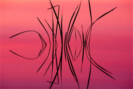 simsearch:600-01540973,k - Watergrass at Sunset St. John River, New Brunswick Canada Stock Photo - Premium Royalty-Free, Code: 600-00003633