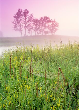 spider web - Spiderweb at Dawn Near Edmonton, Alberta, Canada Stock Photo - Premium Royalty-Free, Code: 600-00014386