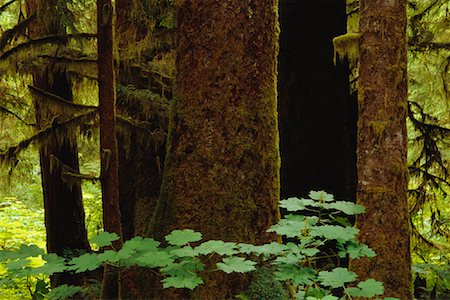 rainforest in canada - Old Growth Forest Clayoquot Sound British Columbia, Canada Stock Photo - Premium Royalty-Free, Code: 600-00014679