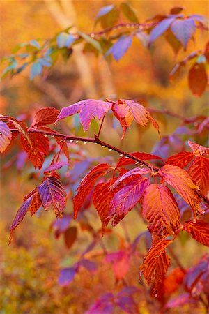 simsearch:600-00062624,k - Close-Up of Autumn Leaves Margaree Valley Nova Scotia, Canada Stock Photo - Premium Royalty-Free, Code: 600-00017989