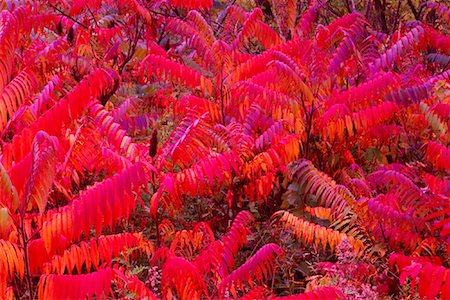 simsearch:600-00062624,k - Close-Up of Sumac in Autumn Near Fredericton, New Brunswick Canada Stock Photo - Premium Royalty-Free, Code: 600-00018120