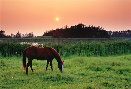simsearch:600-00013556,k - Horse Grazing in Field at Sunset Near Edmonton, Alberta, Canada Stock Photo - Premium Royalty-Free, Code: 600-00018969