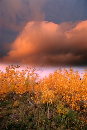 simsearch:600-00062624,k - Trees in Autumn Near Haines Junction Yukon Territory, Canada Stock Photo - Premium Royalty-Free, Code: 600-00012104