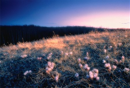 daryl benson landscape - Crocus Field at Sunset Alberta, Canada Stock Photo - Premium Royalty-Free, Code: 600-00025295
