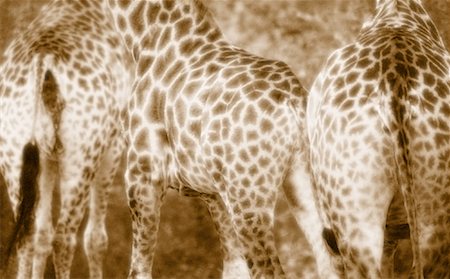 simsearch:700-00035311,k - Gros plan des girafes : Parc National Kruger en Afrique du Sud Photographie de stock - Premium Libres de Droits, Code: 600-00026577