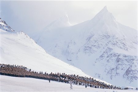 simsearch:841-07204335,k - King Penguins St. Andrews Bay South Georgia Island, Antarctica Stock Photo - Premium Royalty-Free, Code: 600-00027702