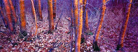 simsearch:600-00062624,k - Forest in Late Autumn Near Beaumont, Alberta, Canada Stock Photo - Premium Royalty-Free, Code: 600-00028543