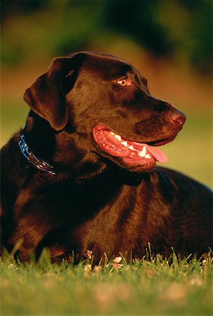 Labrador Retriever Lying in Field Stock Photo - Premium Royalty-Free, Code: 600-00022149