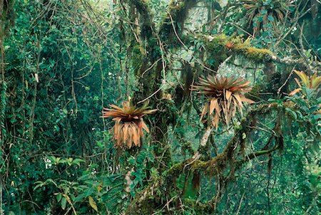 simsearch:700-00023229,k - Tropical Rainforest Andes Mountains Napo Province, Ecuador Foto de stock - Sin royalties Premium, Código: 600-00023231