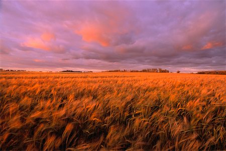 simsearch:600-00013556,k - Barley Field at Sunset Near Edmonton, Alberta, Canada Stock Photo - Premium Royalty-Free, Code: 600-00035515