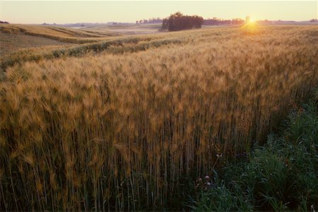simsearch:600-00013556,k - Barley Field at Sunrise Alberta, Canada Stock Photo - Premium Royalty-Free, Code: 600-00035513