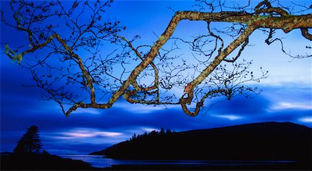 simsearch:600-02957787,k - Tree and Landscape at Dusk Queen Charlotte Islands British Columbia, Canada Stock Photo - Premium Royalty-Free, Code: 600-00033618