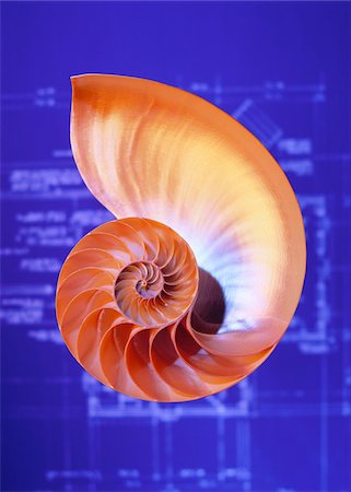 seashell - Nautilus Shell and Blueprints Stock Photo - Premium Royalty-Free, Code: 600-00044691