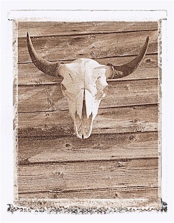simsearch:700-00029228,k - Bison Skull on Barn Wall Alberta, Canada Stock Photo - Premium Royalty-Free, Code: 600-00045688