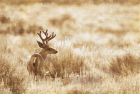 Mule Deer in Field Alberta, Canada Stock Photo - Premium Royalty-Free, Code: 600-00045680