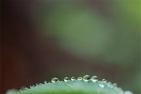 simsearch:600-00176667,k - Close-Up of Dew Drops on Edge Of Leaf Stock Photo - Premium Royalty-Free, Code: 600-00046995