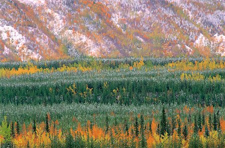 simsearch:600-00062624,k - Trees in Autumn Near Whitehorse Yukon Territories, Canada Stock Photo - Premium Royalty-Free, Code: 600-00043104