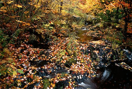 simsearch:600-00173997,k - Autumn Leaves in Stream Perry Point, New Brunswick Canada Foto de stock - Sin royalties Premium, Código: 600-00054908