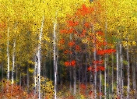 daryl benson landscape - Blurred Trees in Autumn, North Shore, Gaspe Peninsula, Quebec, Canada Stock Photo - Premium Royalty-Free, Code: 600-00059319