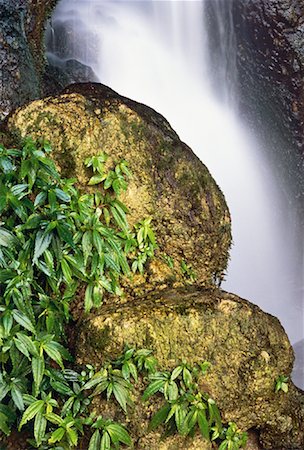 simsearch:600-03446089,k - Close-Up of Waterfall, Rocks And Plants, Misol-Ha, Chiapas, Mexico Foto de stock - Sin royalties Premium, Código: 600-00059623