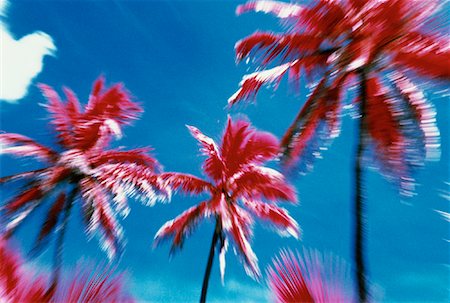 Abstract Palm Trees and Sky Stock Photo - Premium Royalty-Free, Code: 600-00059827