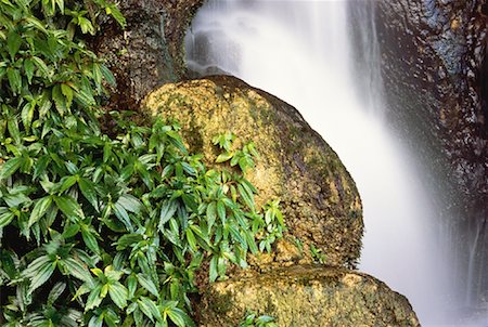 simsearch:600-03446089,k - Waterfall, Rocks and Foliage, Misol-Ha, Chiapas, Mexico Foto de stock - Sin royalties Premium, Código: 600-00059867