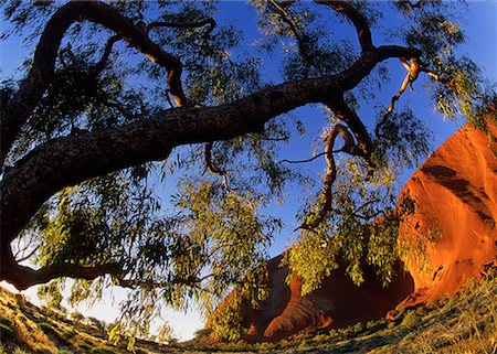 Ayers Rock, Uluru and Tree Australia Stock Photo - Premium Royalty-Free, Code: 600-00051680