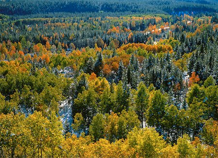 simsearch:600-00062624,k - Poplar and Spruce Trees in Autumn Kananaskis Country Alberta, Canada Stock Photo - Premium Royalty-Free, Code: 600-00052239